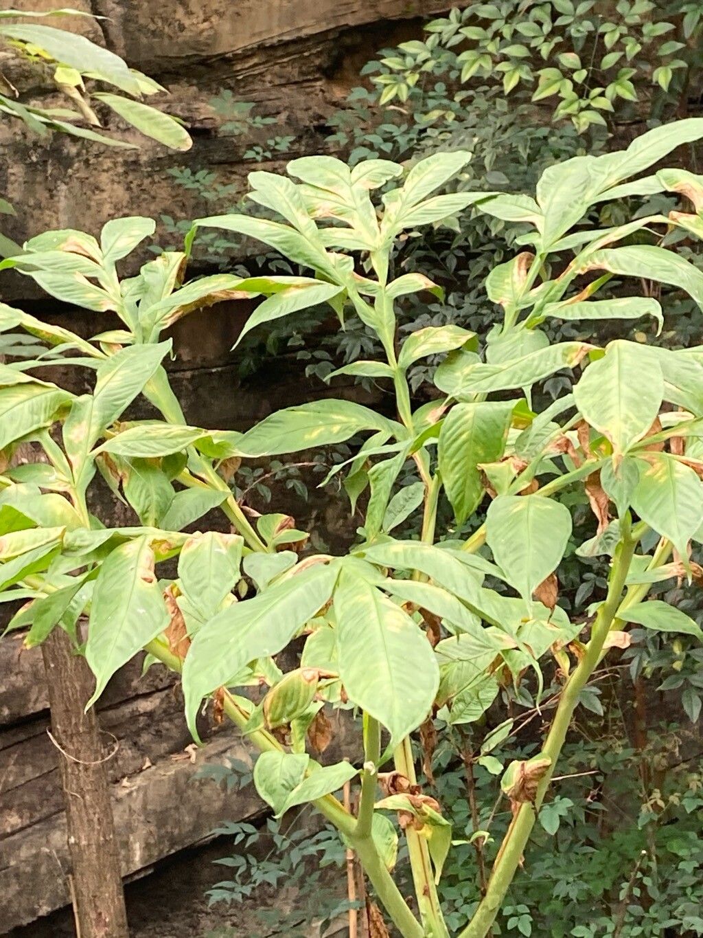 Amorphophallus gigas leaf