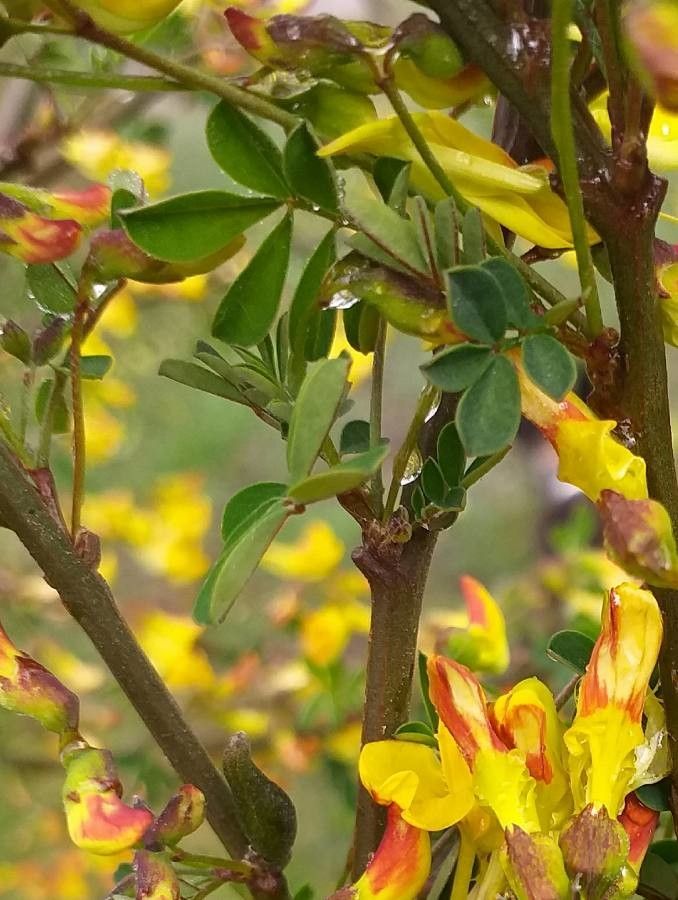 Hippocrepis emerus — search result for 'Senna'