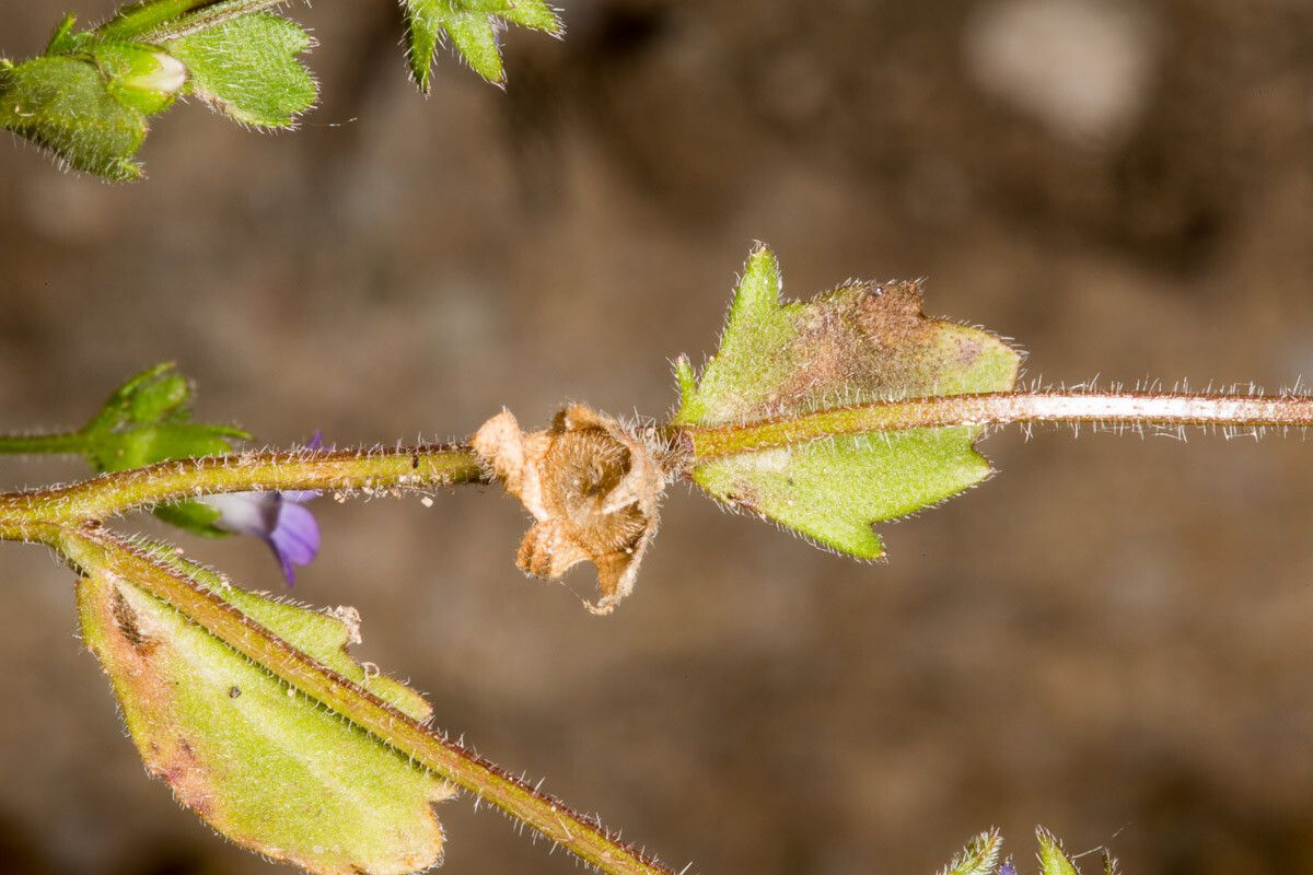 Campanula erinus leaf