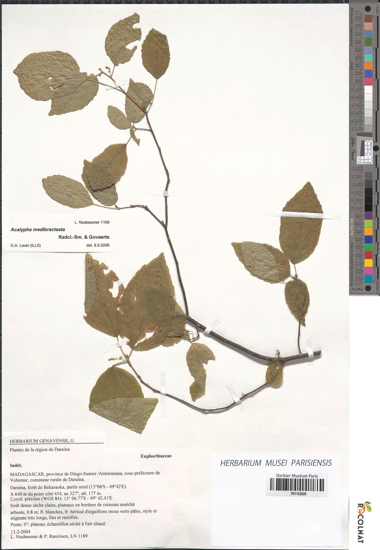 Acalypha nusbaumeri — houseplant care guide