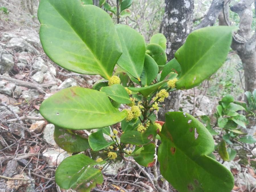 Phyllanthus unifoliatus — houseplant care guide