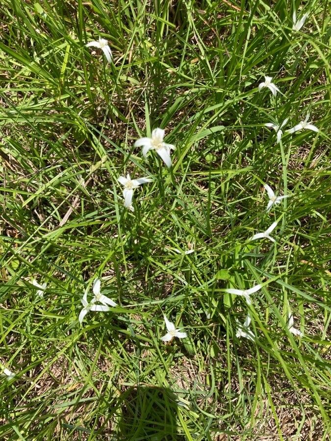 Rhynchospora colorata — search result for 'Cyperaceae'