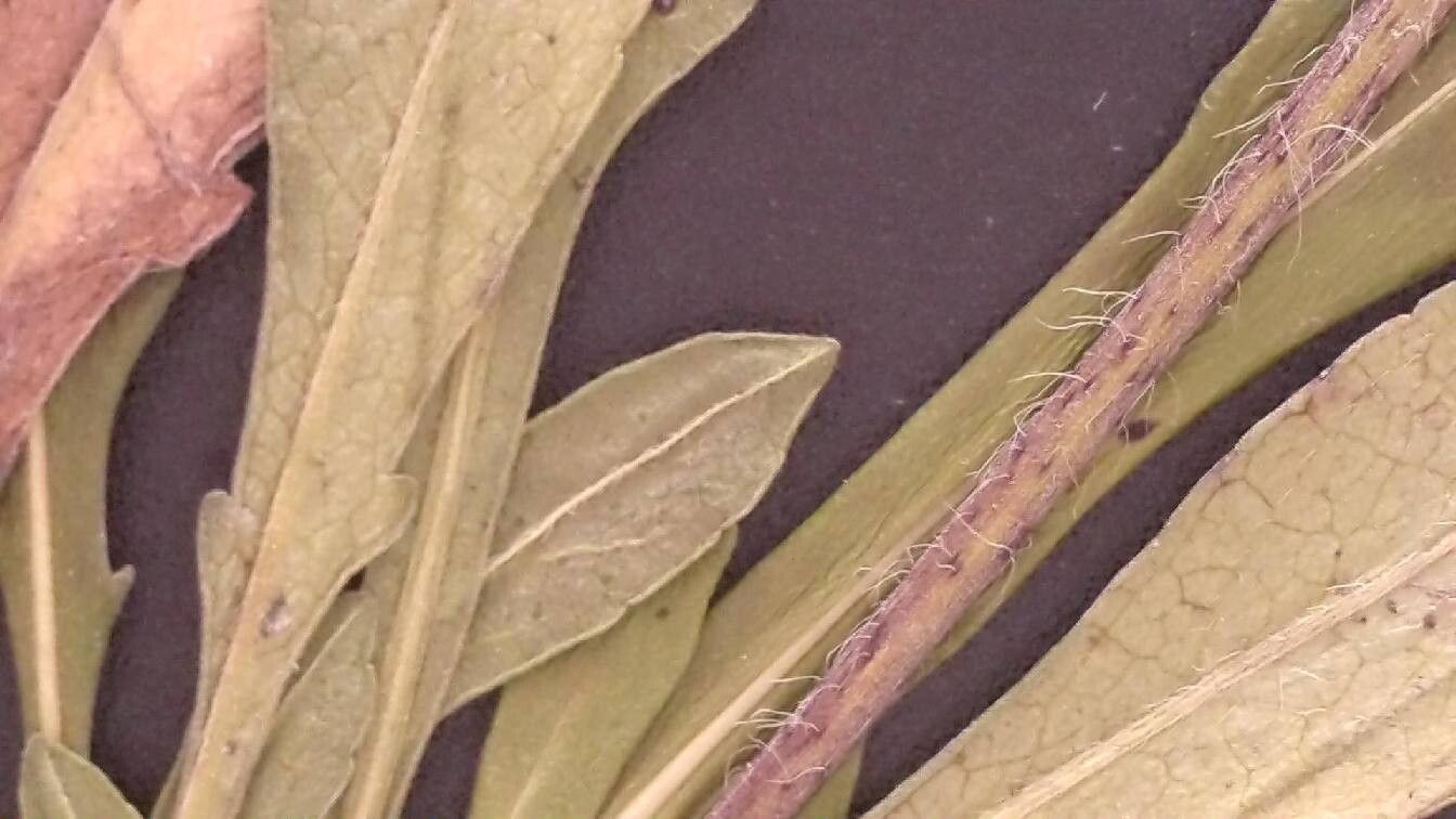 Knautia rupicola — search result for 'Knautia'