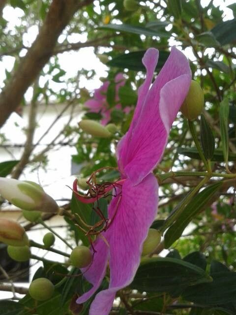 Tibouchina granulosa flower