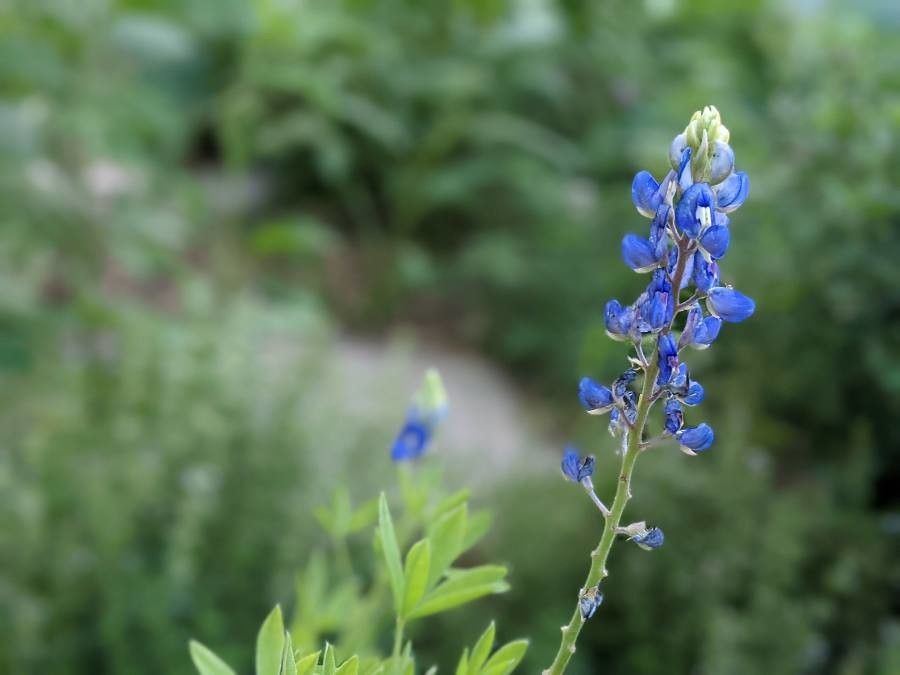 Lupinus subcarnosus flower
