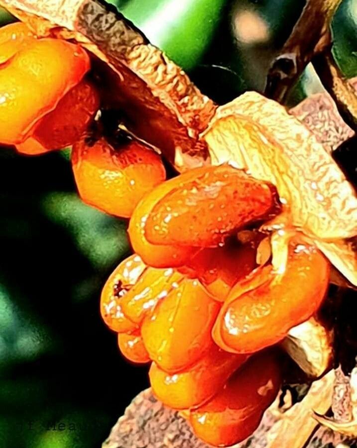 Pittosporum tanianum fruit