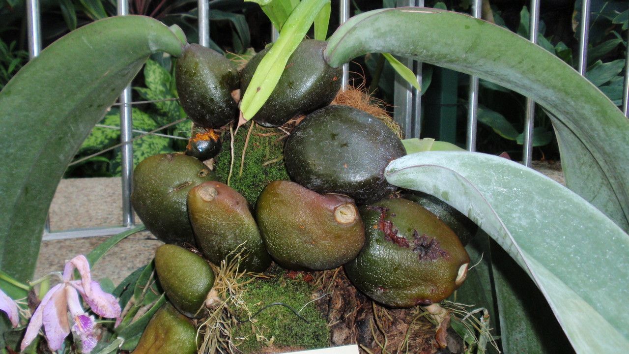 Bulbophyllum fletcherianum bark