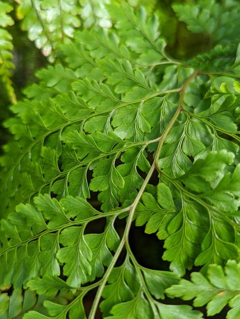 Leucostegia immersa leaf