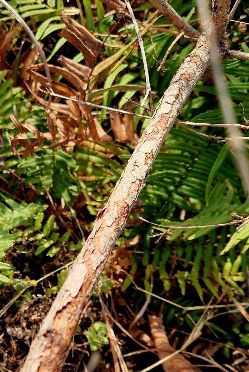 Woodfordia uniflora bark