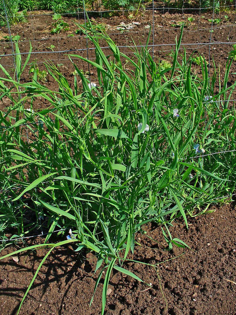 Lathyrus sativus habit