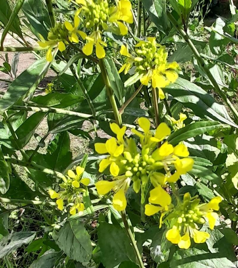 Rapistrum rugosum flower
