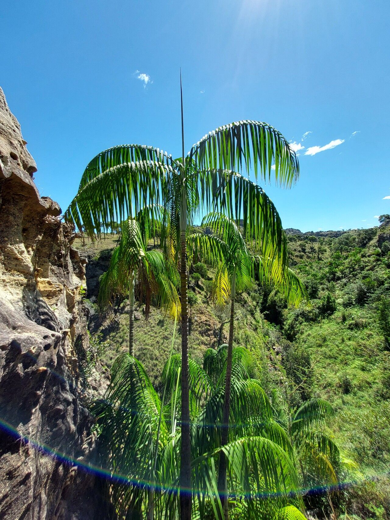 Dypsis onilahensis — houseplant care guide