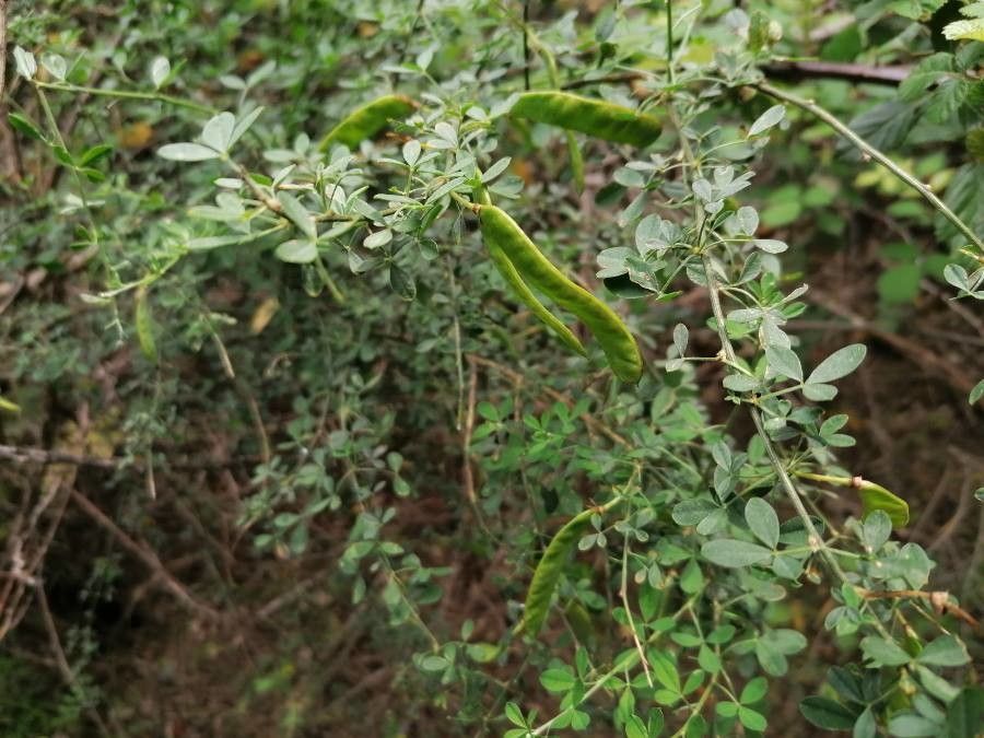 Cytisus infestus — houseplant care guide