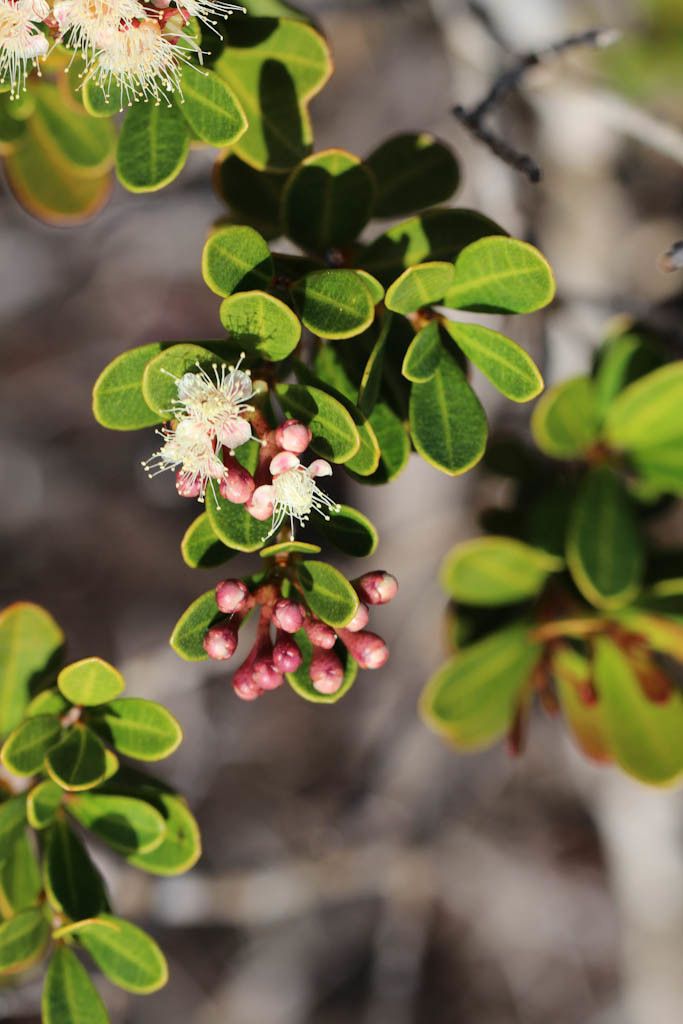 Syzygium ngoyense — houseplant care guide