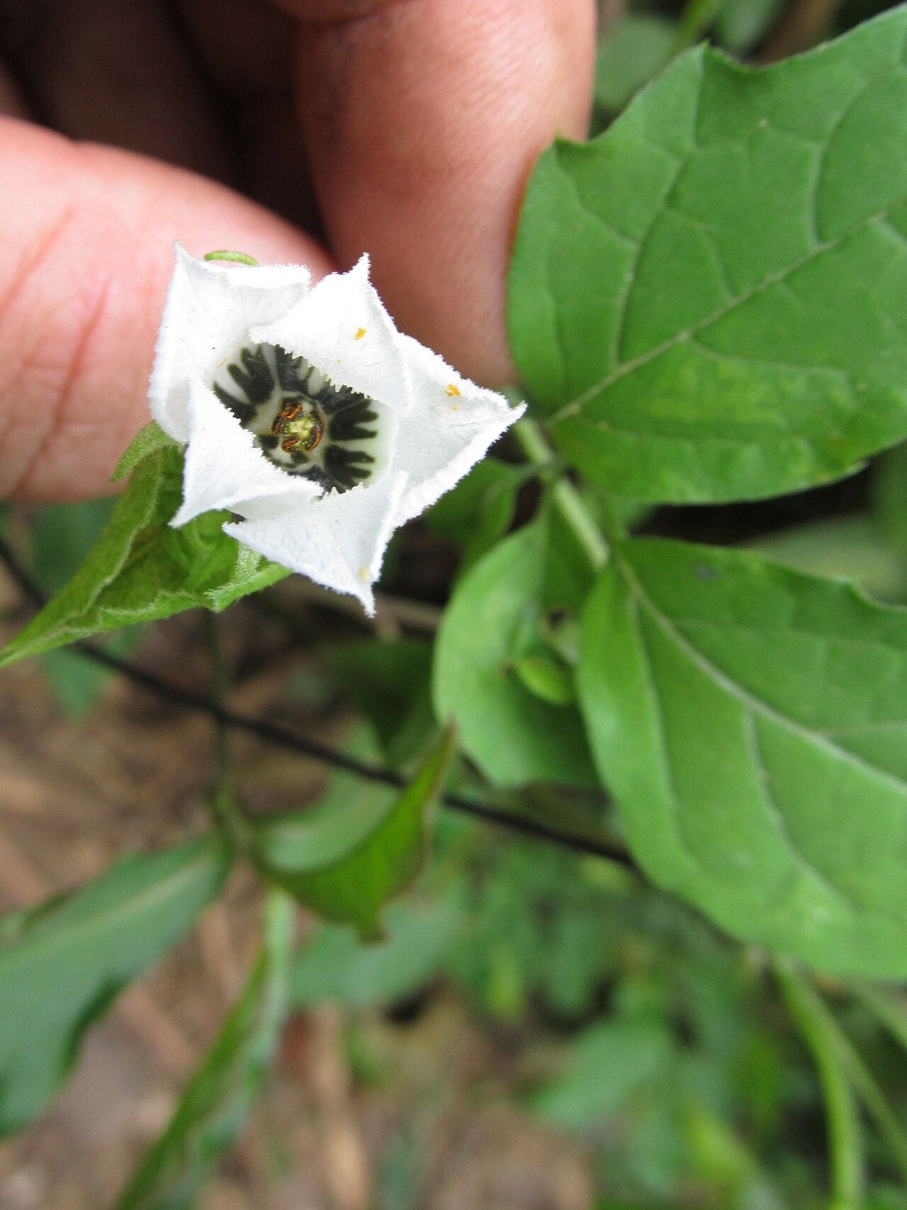 Momordica cissoides flower