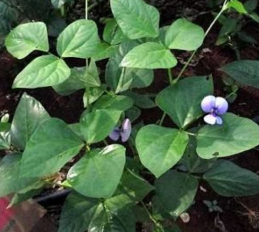 Vigna unguiculata flower