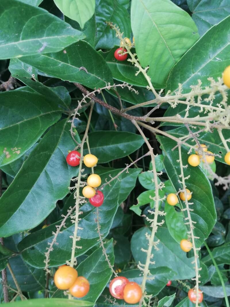 Allophylus africanus fruit