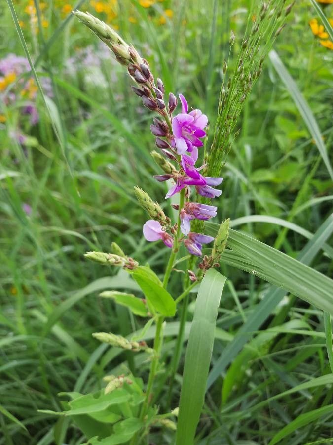 Desmodium canadense flower