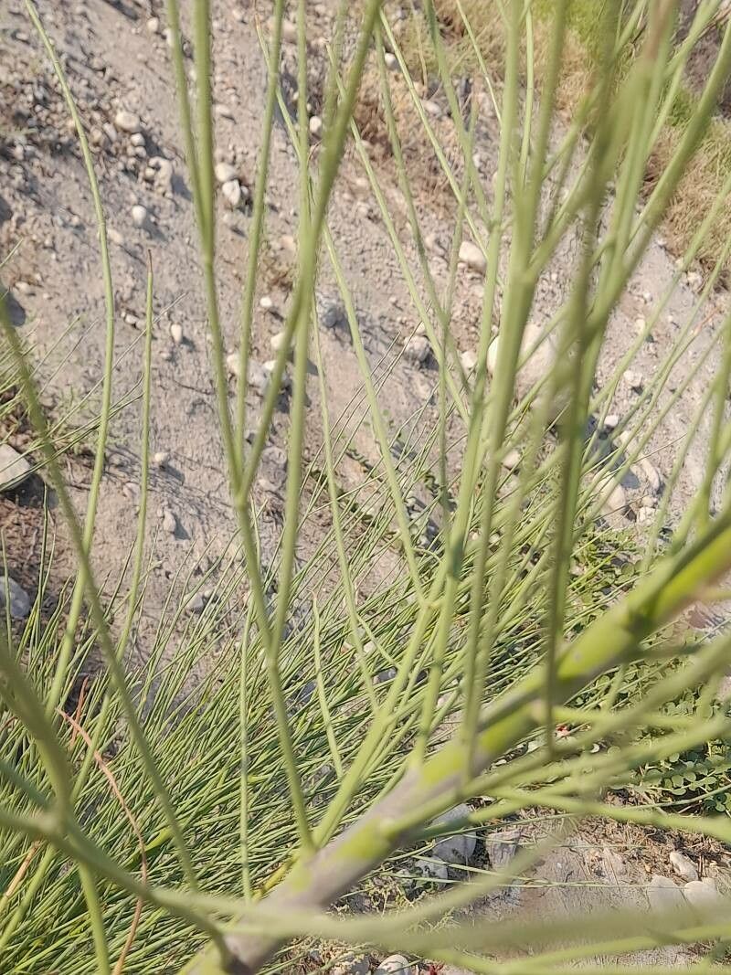 Moringa peregrina leaf