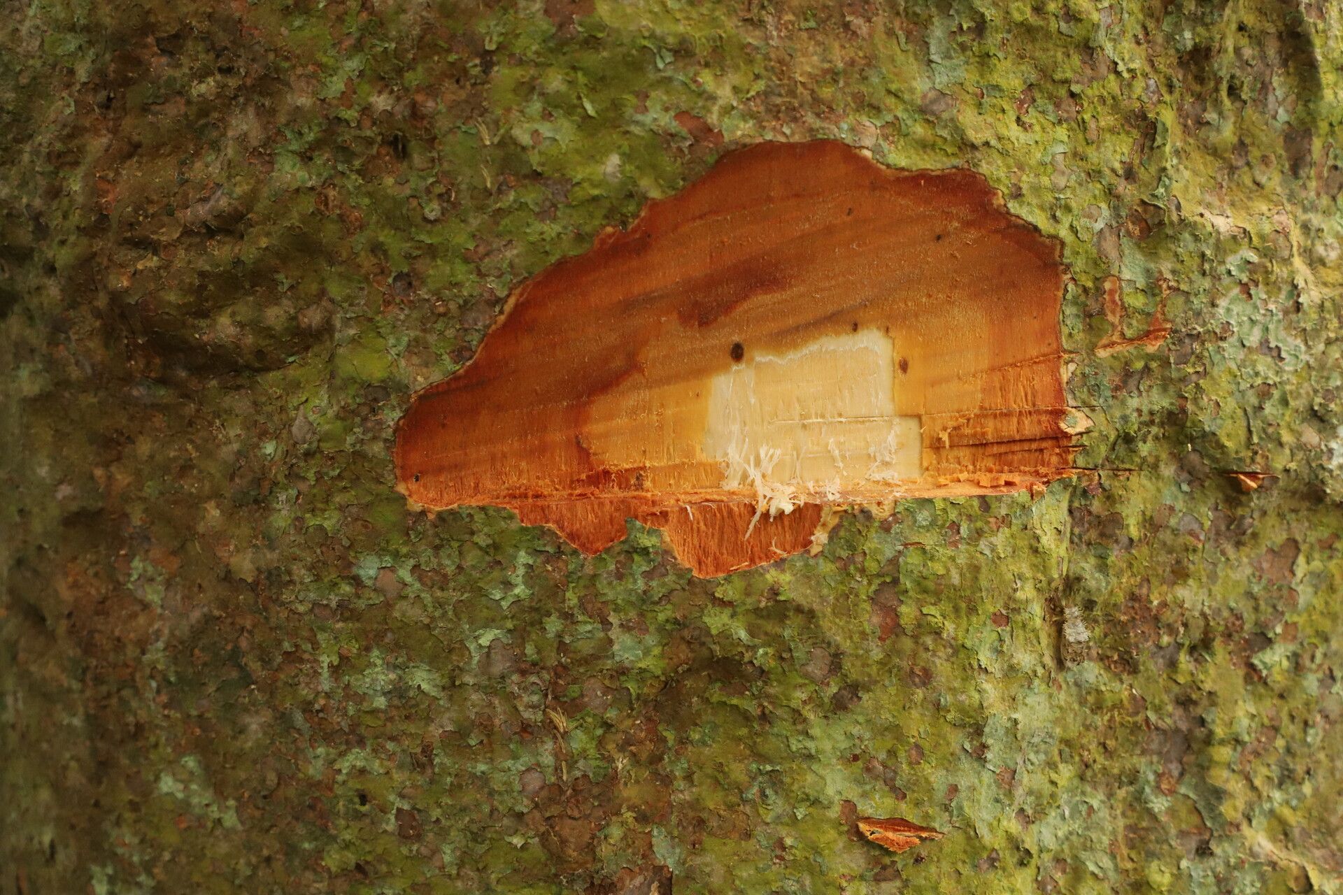 Cynometra lujae bark