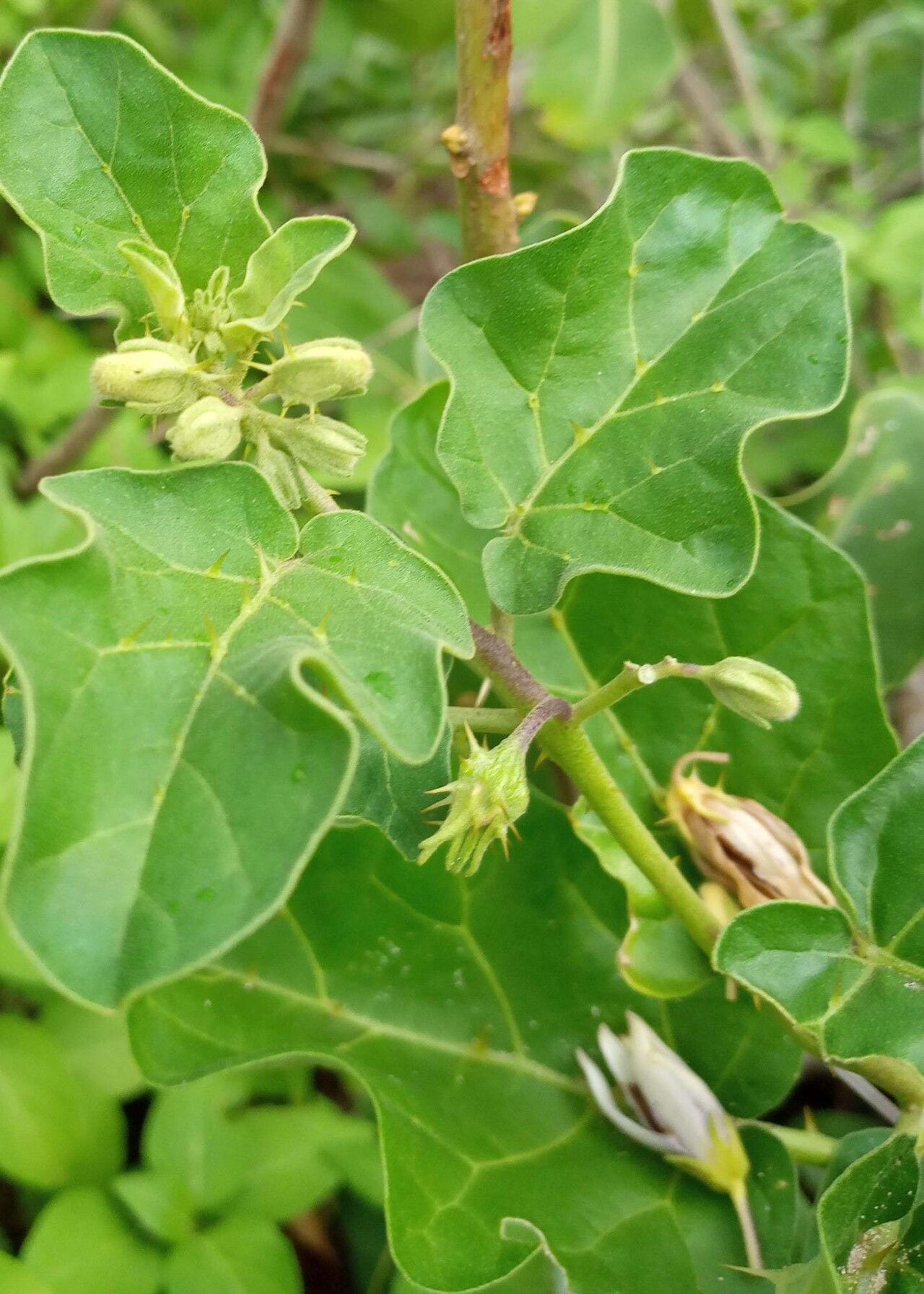 Solanum malindiense leaf