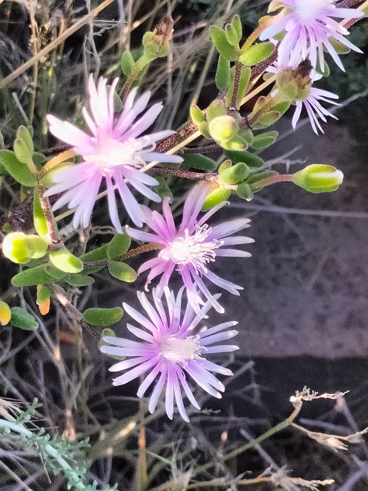 Drosanthemum lique bark