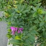Polygala myrtifolia
