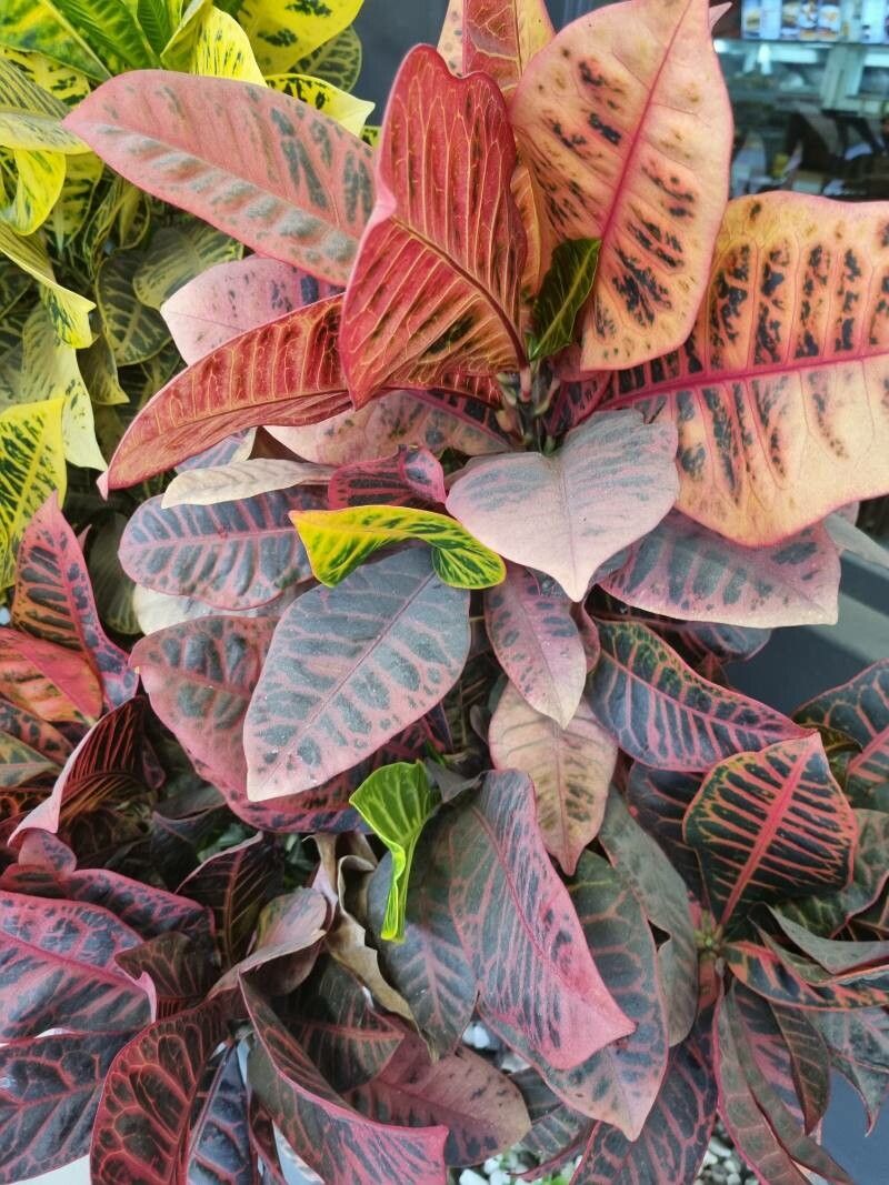Croton salviformis — houseplant care guide