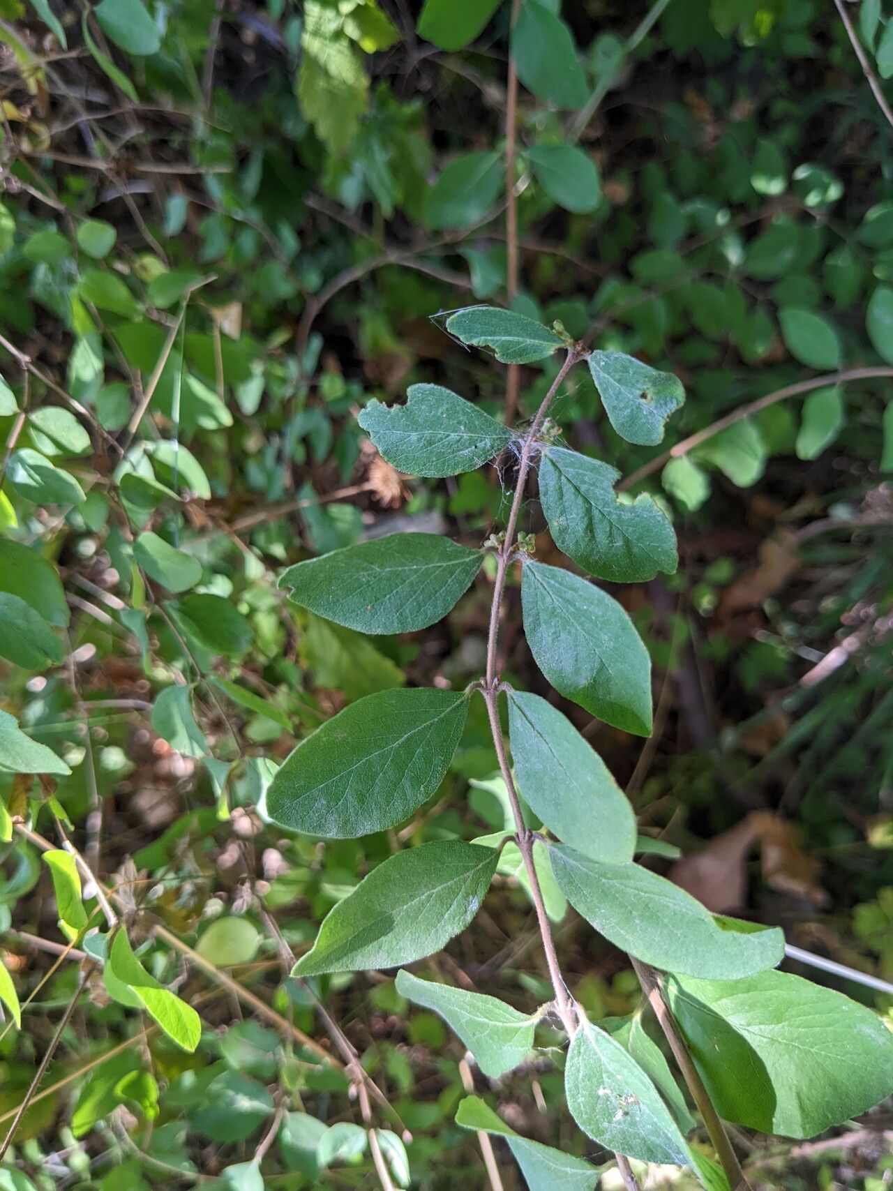 Symphoricarpos microphyllus leaf