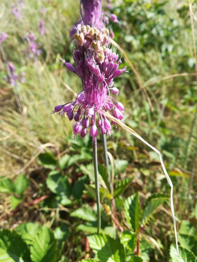 Allium carinatum flower