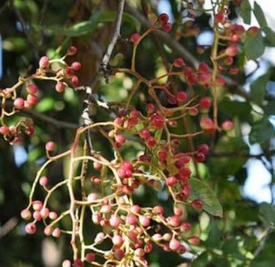 Pistacia atlantica fruit