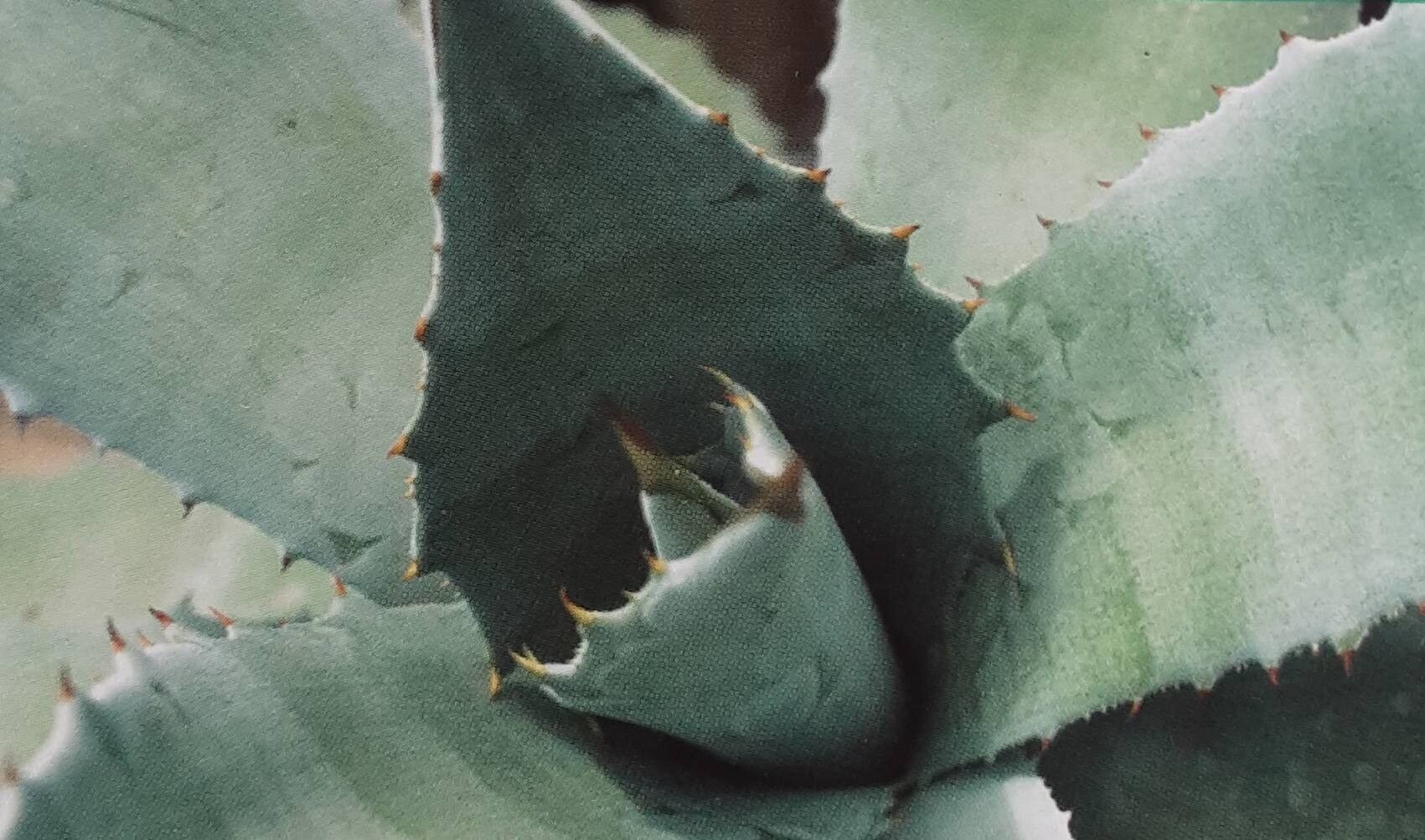 Agave hurteri — houseplant care guide