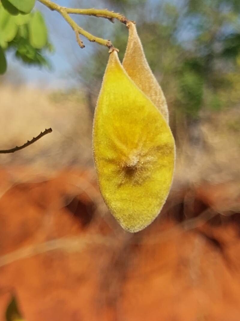 Dalbergia trichocarpa fruit