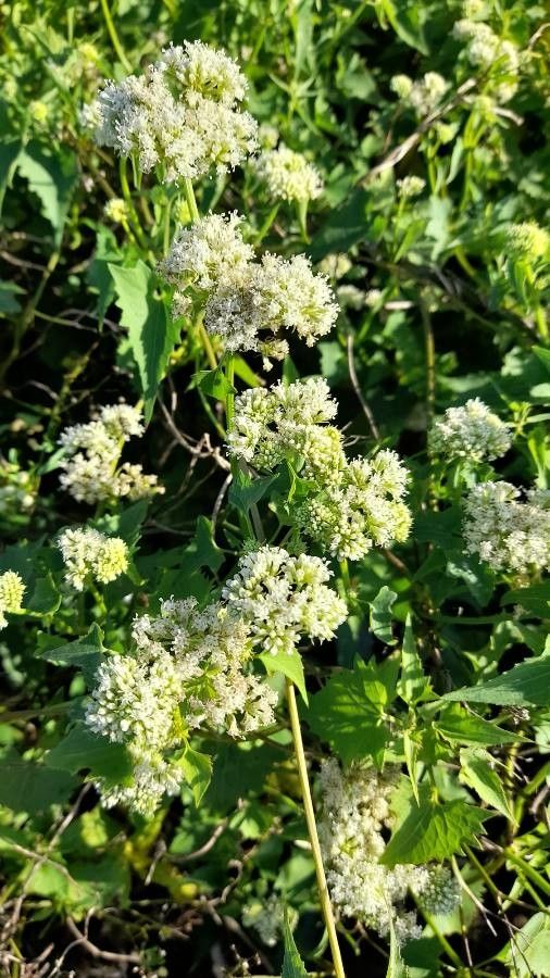Mikania periplocifolia flower