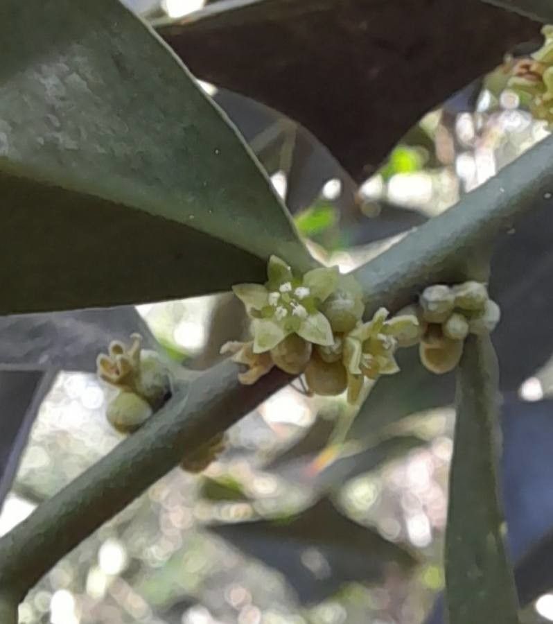 Jodina rhombifolia flower