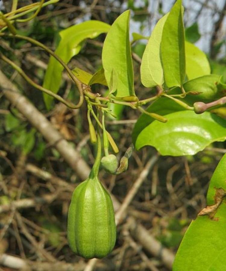 Aristolochia acuminata fruit