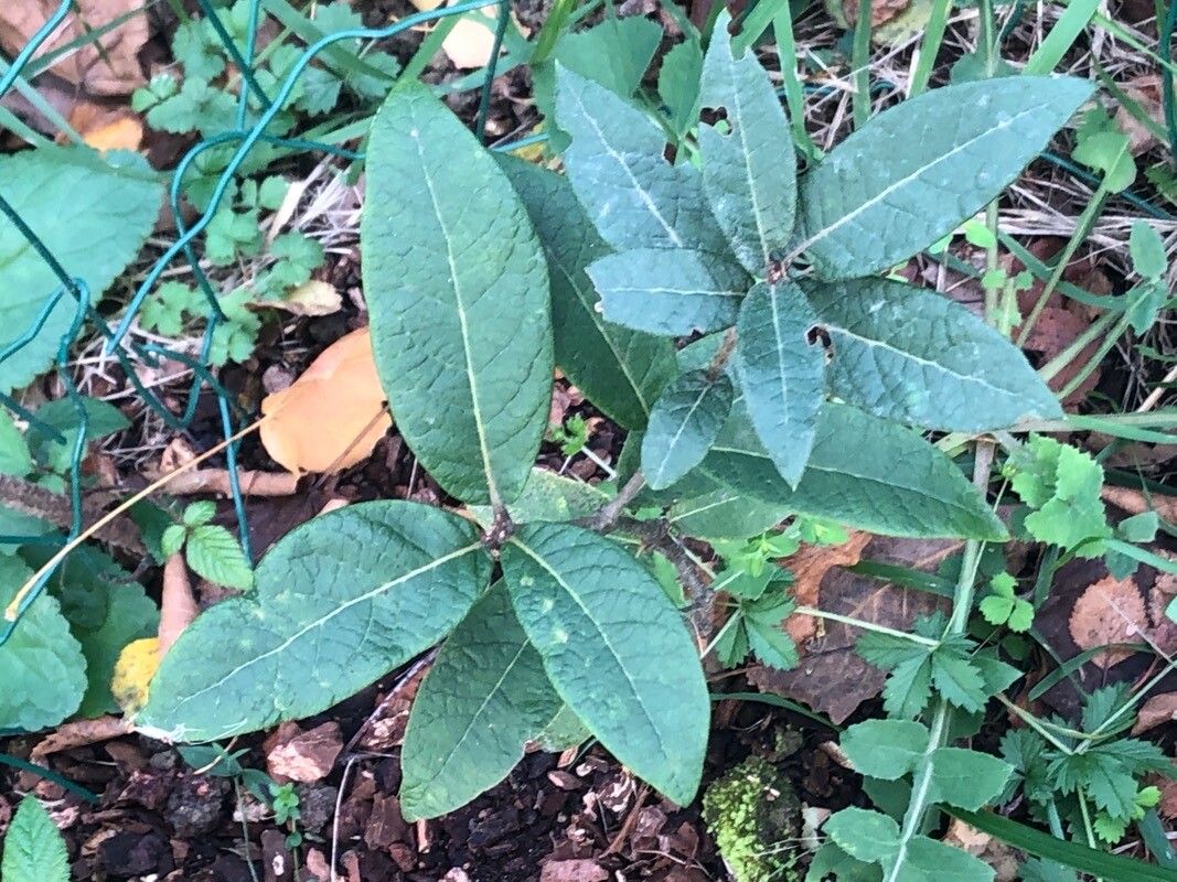 Quercus miquihuanensis — houseplant care guide