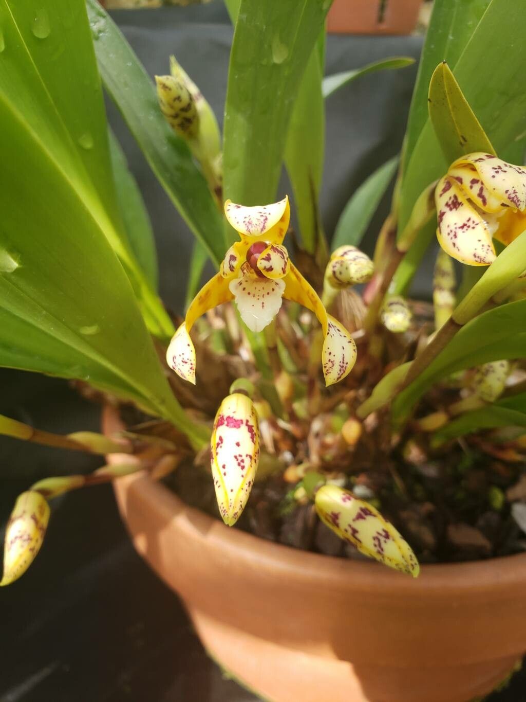Maxillaria picta flower