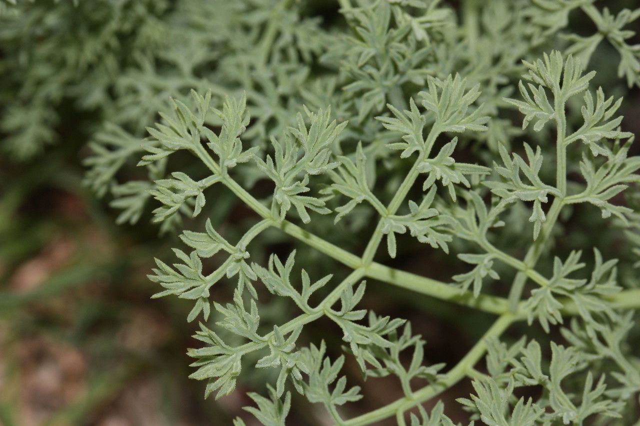 Lomatium grayi habit