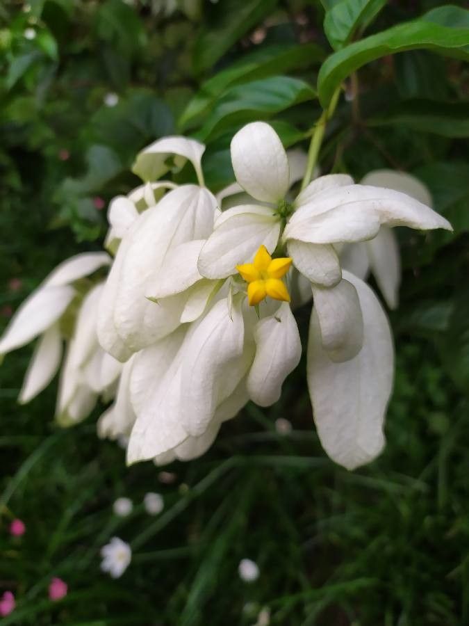 Mussaenda flava flower
