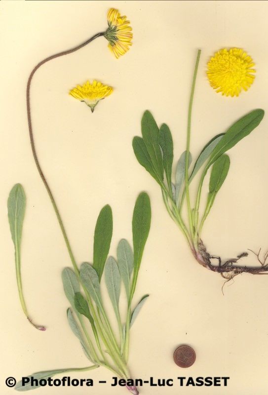 Pilosella billyana habit