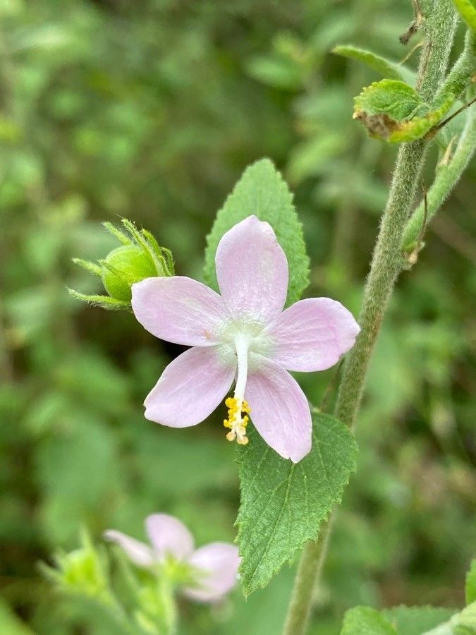 Hibiscus meyeri flower