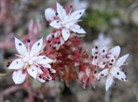Sedum farinosum flower