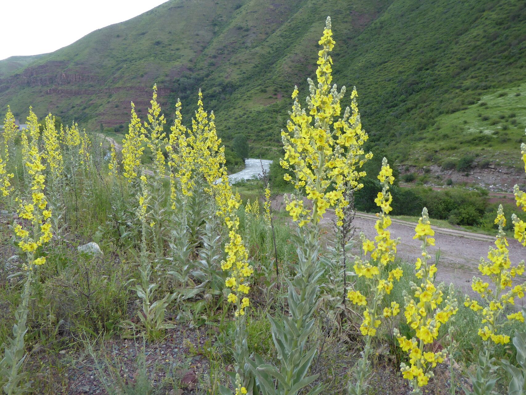 Verbascum songaricum flower
