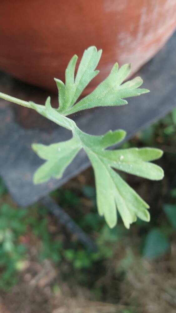 Pelargonium dolomiticum leaf