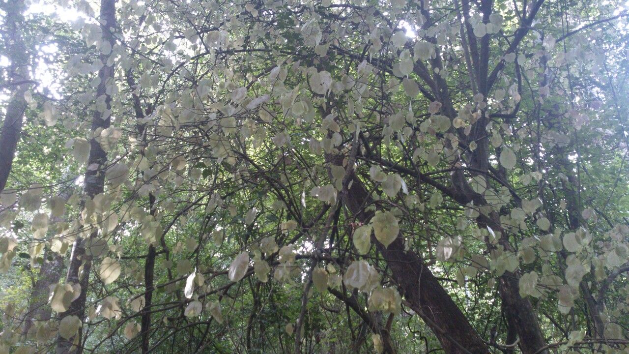 Coccoloba acapulcensis habit