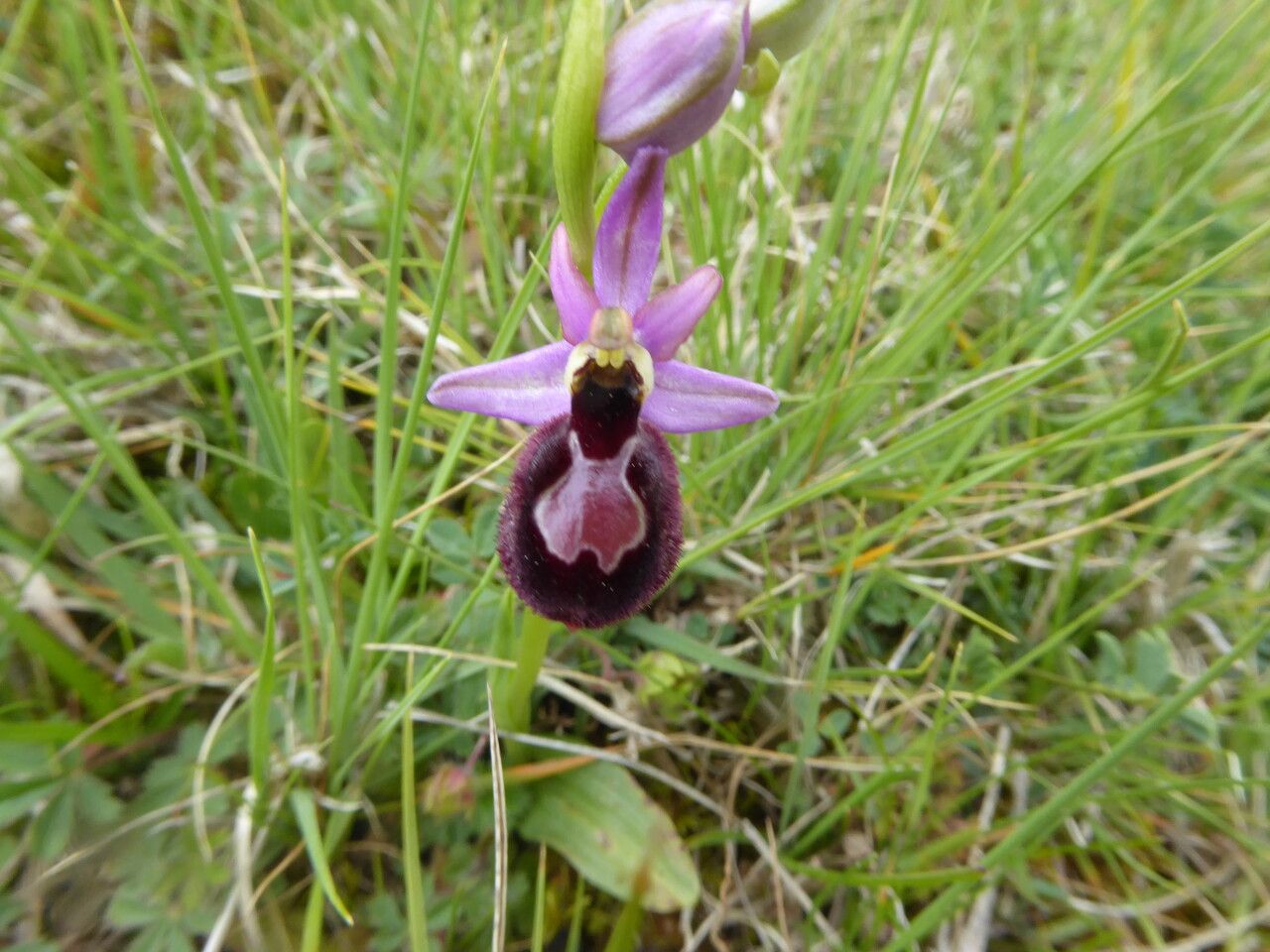 Ophrys × flavicans habit