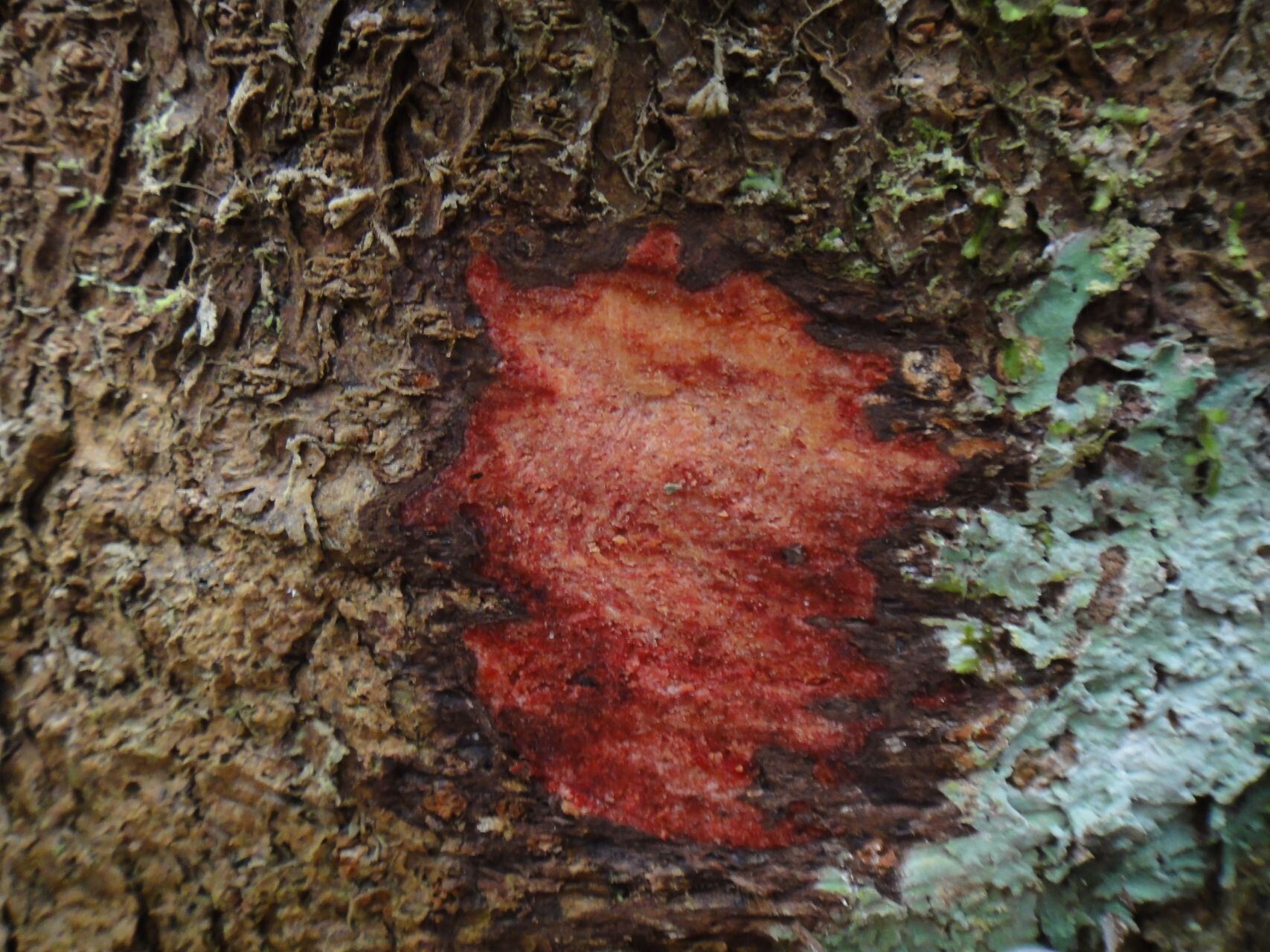 Virotia leptophylla bark