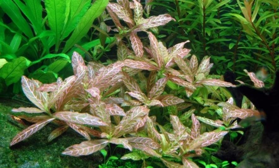 Hygrophila polysperma — search result for 'Hygrophila'