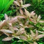 Hygrophila polysperma